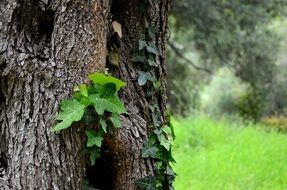 Ivy Tree The Background The Bark