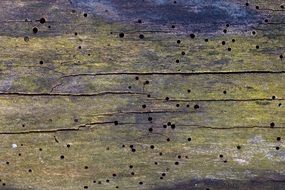 Texture Background Wood
