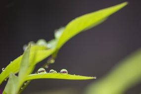 water drops on the blade of grass