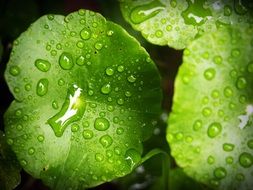 green leaves with water drops close up