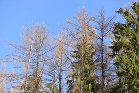 Trees Forest Perspective Sky