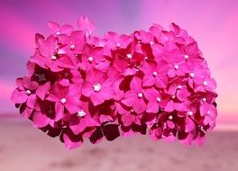 Flower Pink Nature Blossom