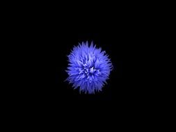 Flower Blue Blue Flower Black
