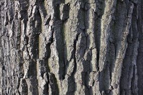 Bark Tree Trunk Tree Bark