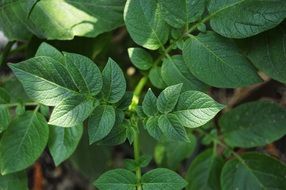 Leaf Green Background Plant