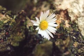 Daisy Flower Plant Close White