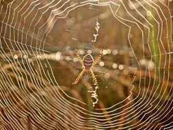 Spider Web Dew Morning Arachnid