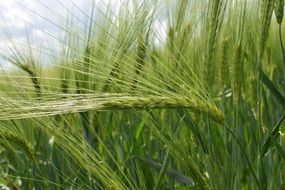 Background Green Wheat