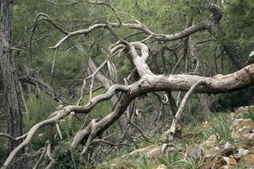 Tree Old Dead Nature Trunk