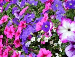 background with sea of flowers