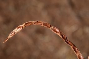 Seeds Dry Nature Background