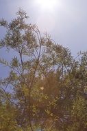 landscape of sunshine over green tree