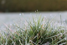 Grass Rush Frost Dew