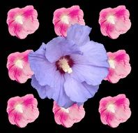 purple flower on a black background with pink flowers