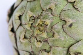 Macro Background Artichoke