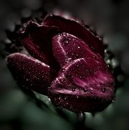 dark burgundy tulip on a dark background