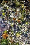 pebbles in the sea water