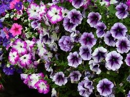 purple, violet and pink garden flowers