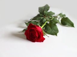 Red Rose Rose Background Love