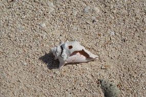 Shell Sand White Summer Nature