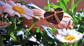 Marguerite Flower Plant Spring
