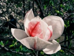 magnolia flower with red lines