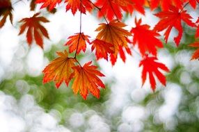 Maple Autumn The Leaves Red