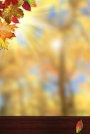 autumn leaves on a background of yellow trees