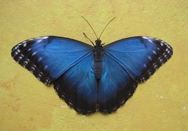 Butterfly Blue Background Nature