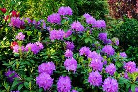 azalea bush with purple flowers