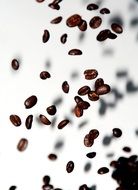 Coffee Beans Coffee Beans Fly