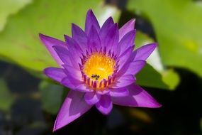 bright purple lotus