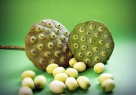 waterlily seed heads and seeds