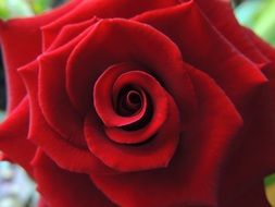 wallpaper with perfect red rose