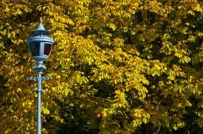 Autumn Foliage Autumn Gold