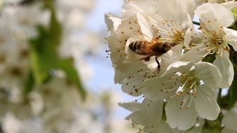 Bee Flower Spring
