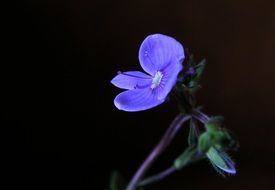 Veronica Chamaedrys Flower Blue