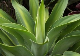 Succulent Green Spikes Pattern