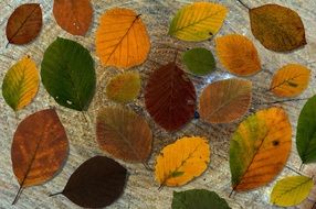 Leaves Beech