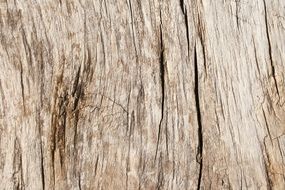 Wood Grain Texture Panel Timber