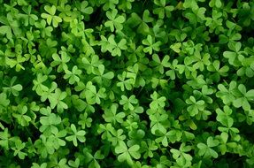 Clover The Background Green