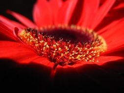 Flower Red Petals Yellow Heart