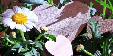 Decoration with hearts and marguerites