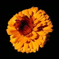 Orange Flower Flower Orange