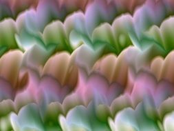 color flower ornament