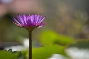 wallpaper with purple water lily