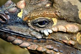 Reptile Eyes Cold Texture