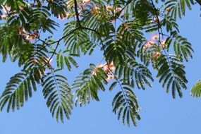 Silk Tree Blue Sky Wallpaper