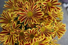 background with orange chrysanthemum
