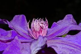 close up of a clematis flower